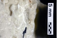 Foto (Detailansicht) von Gastrosacus sp. (NHMW-GEO-1990-0041-0013a)